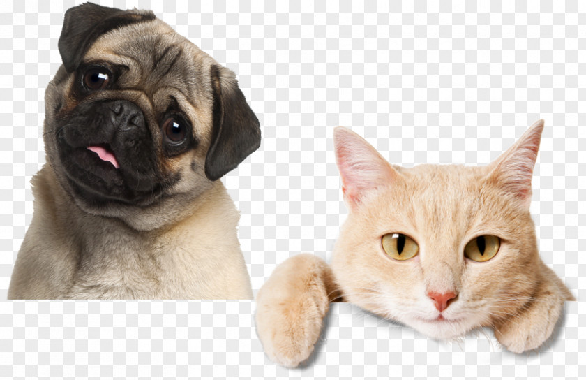 Dog Stock Photography Ragdoll Cat Food Tabby PNG