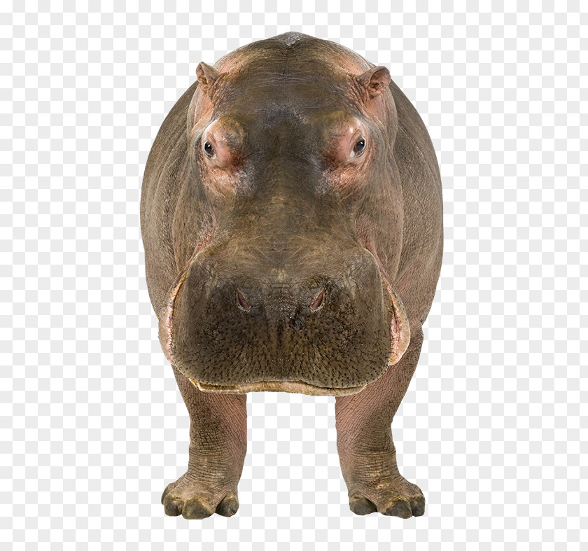Electric Party Hippopotamus Kinder Happy Hippo Clip Art PNG