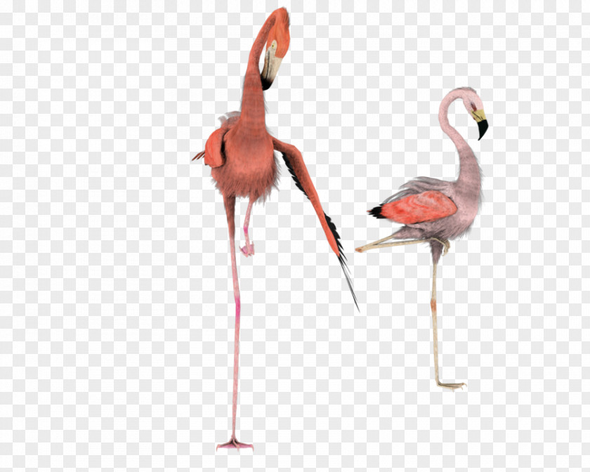 Flamingo Rendering Clip Art PNG