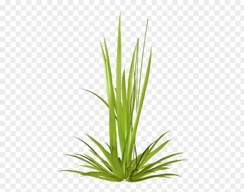Herbaceous Plant Ryegrass Stem PNG