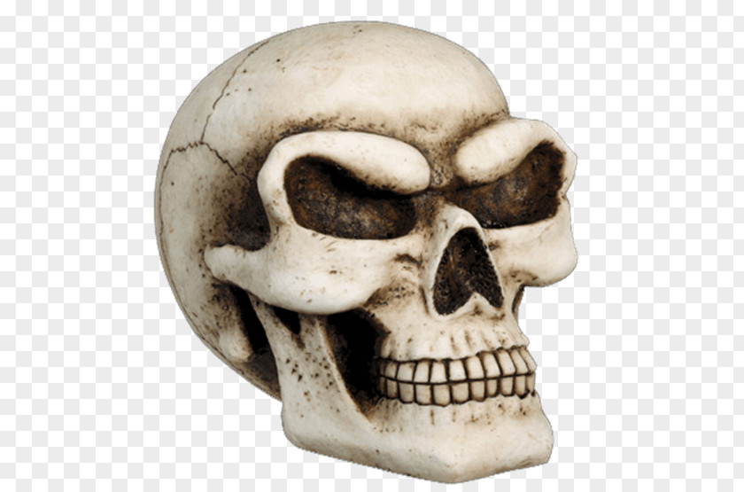 Skull Human Skeleton Bank Jaw PNG