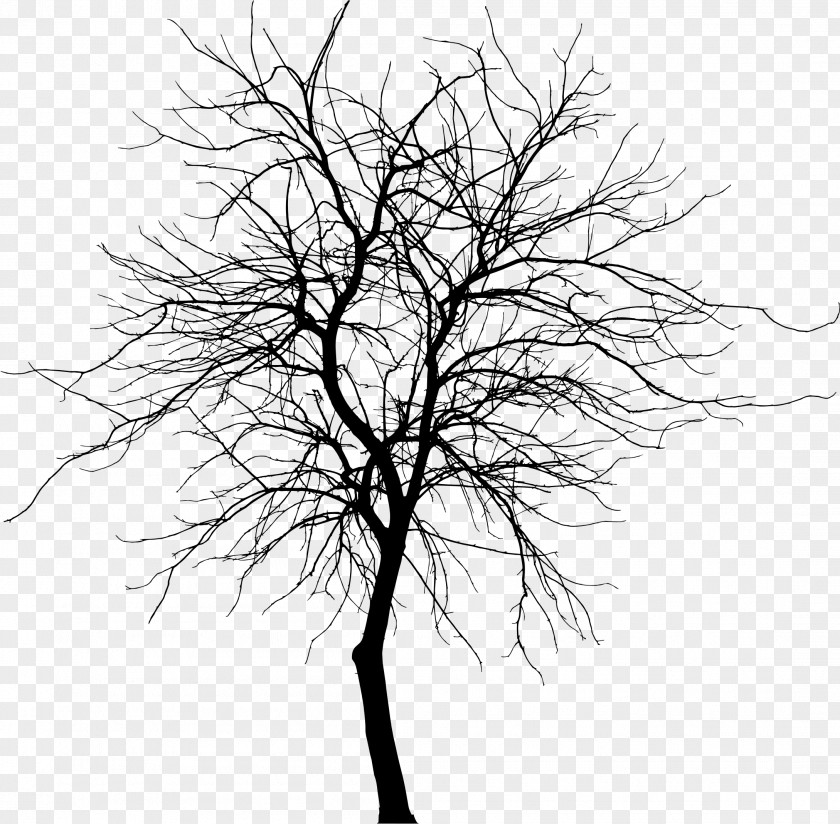 Thin Tree Silhouette Branch Drawing Clip Art PNG