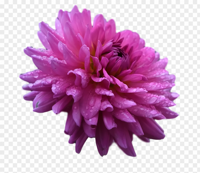 Dahlia Chrysanthemum Aster Petal Plants PNG