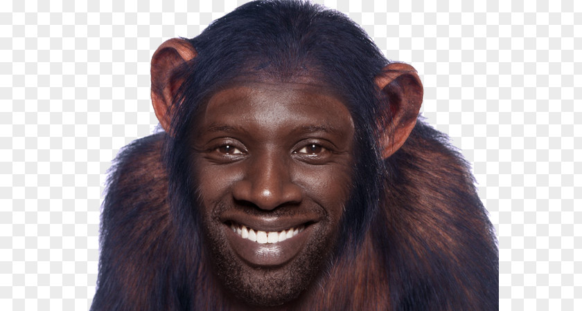 Face Chimpanzee Humour Laughter PNG