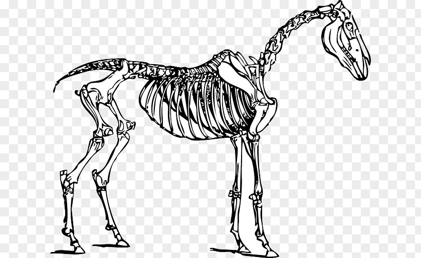 Horse Skeletal System Of The Skeleton Clip Art PNG