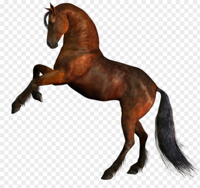 Horse Stallion Clip Art PNG