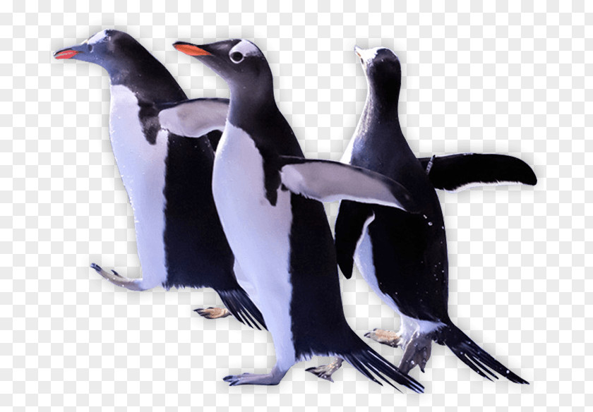 Ice Kingdom Penguin Clip Art PNG