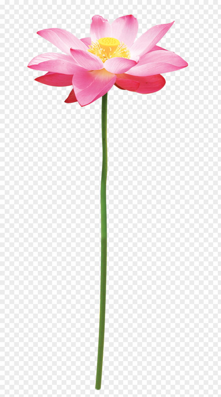 Lotus Graphic Design Clip Art PNG