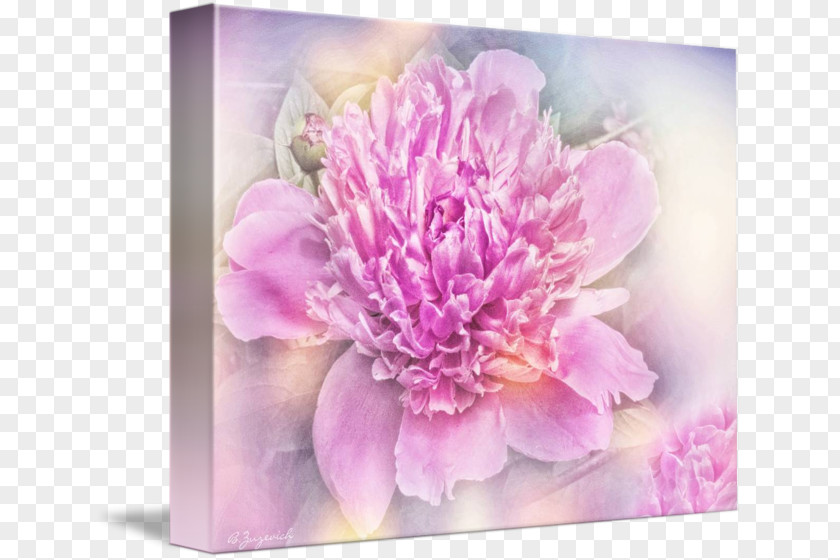 Creative Peony Floral Design Cut Flowers Chrysanthemum PNG