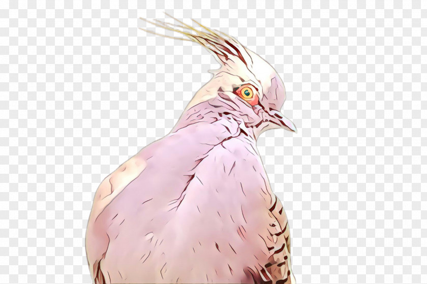 Feather Beak PNG