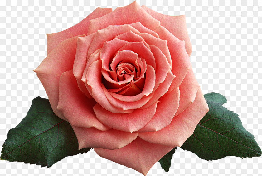 Pink Roses Garden Rosa Chinensis Beach Rose Centifolia Floribunda PNG