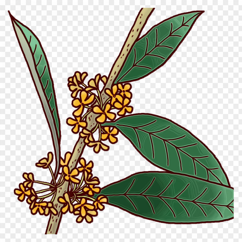 Plant Stem Leaf Branch Flower Fruit PNG