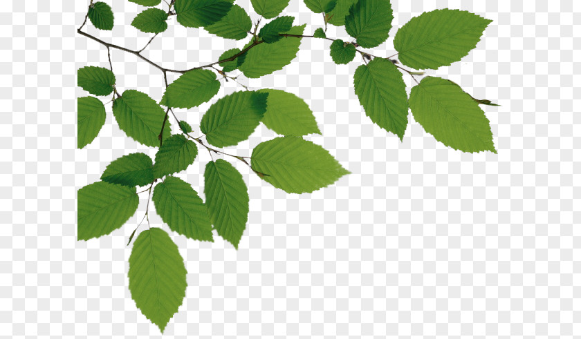 Tree Branch File PNG