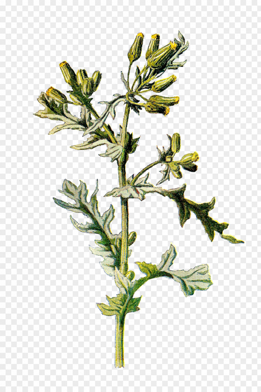 Wild Flower Plant Senecio Vulgaris Stinking Willie Galeopsis Tetrahit PNG
