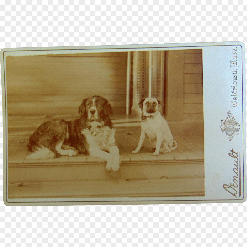 Dog Spaniel Breed Picture Frames Rectangle PNG