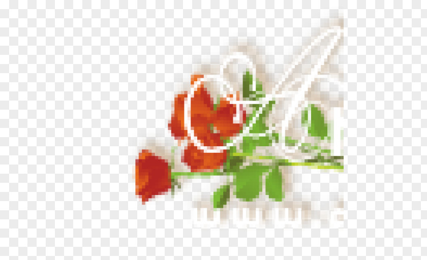 Header Flower Garden Roses Floral Design Rosaceae PNG