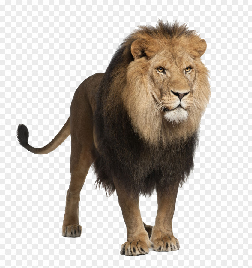 Lion White Felidae Stock Photography Roar PNG