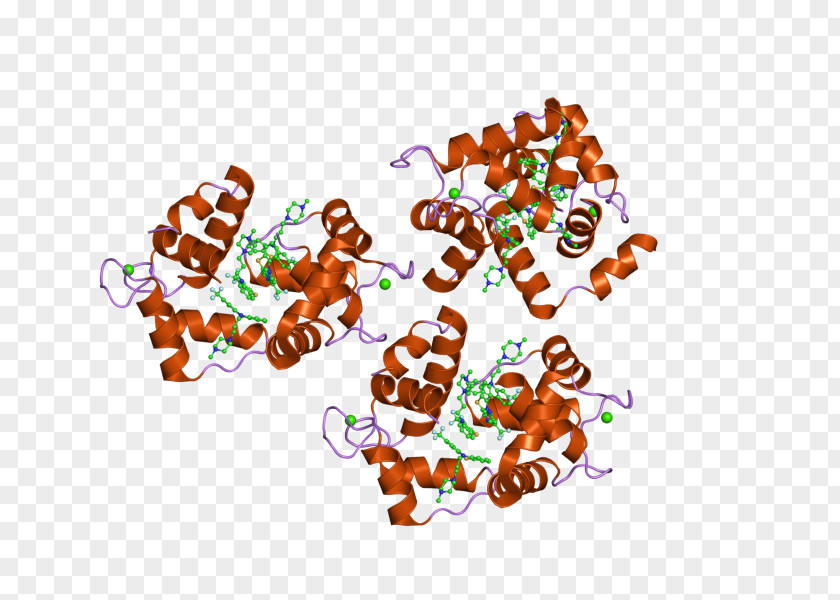 Troponin C Type 1 Thin Filaments Actin PNG