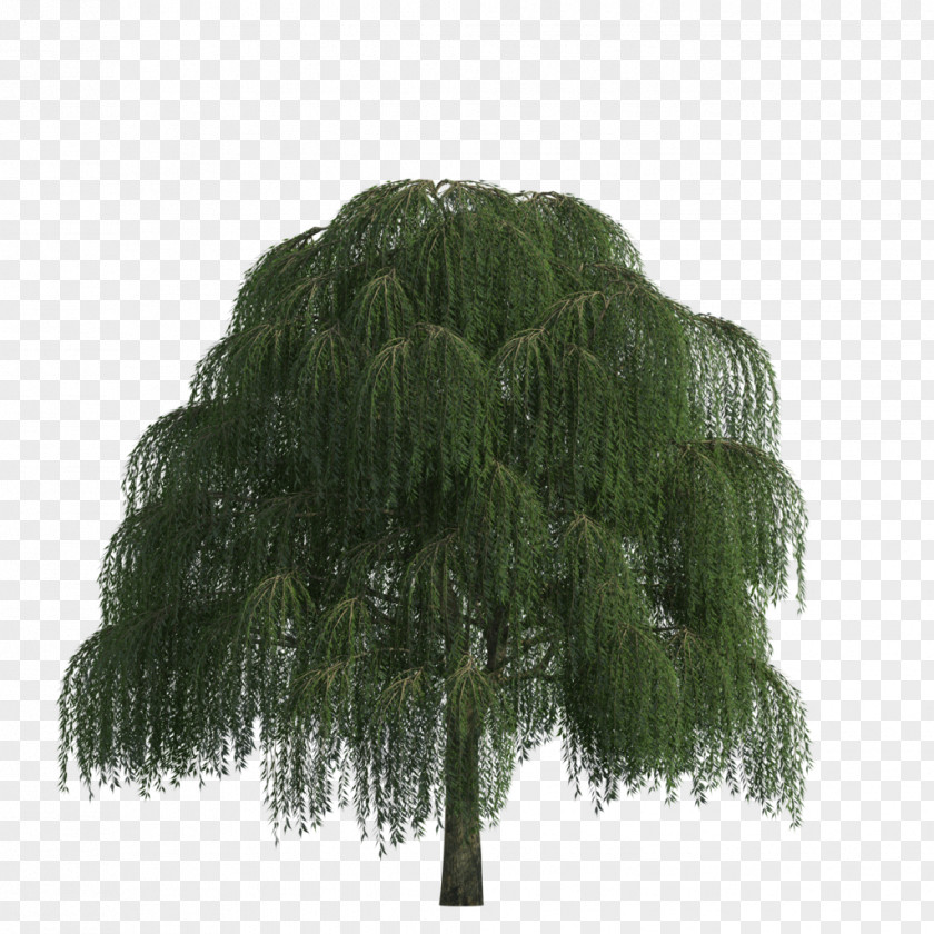 Evergreen Pine Family Tree Background PNG
