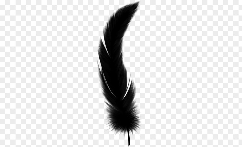 Feather PNG