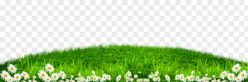 Green Grass White Border Texture Wallpaper PNG