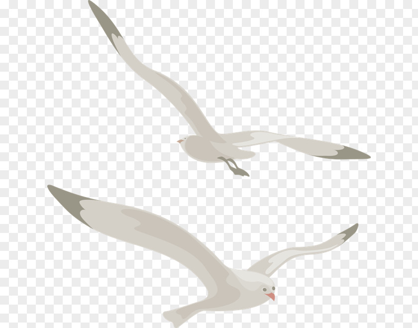Gull Bird Beak Duck Goose Swan PNG