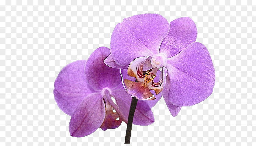 Orchids Flower Merveilleux Blog Hijab PNG