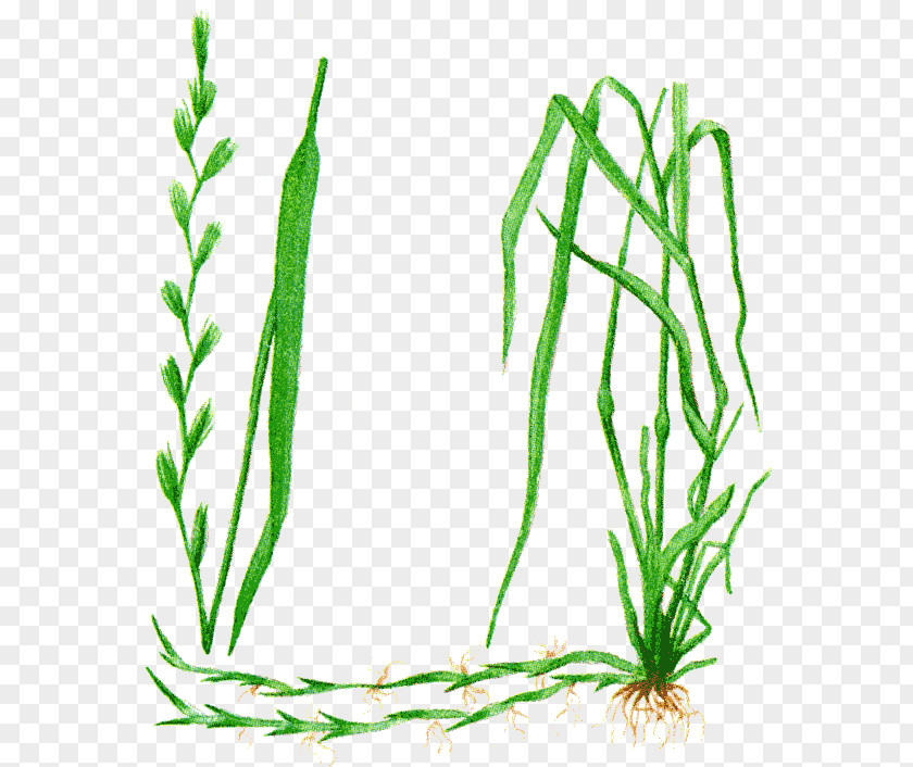 Plam Одолень-трава Elytrigia Common Couch Motherwort Plant PNG