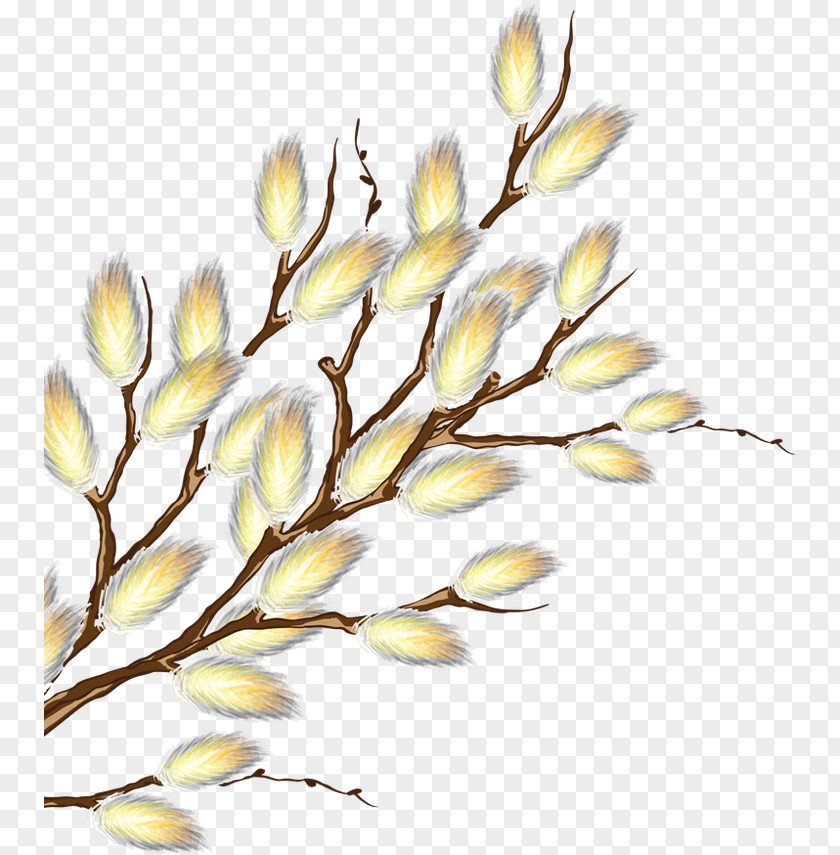 Tree PNG