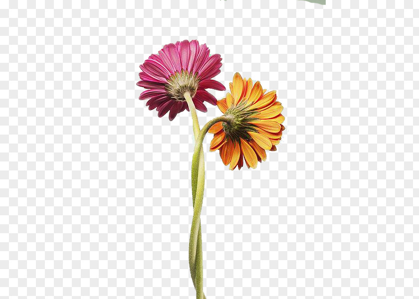 Two Gerbera Daisies Tangles Positive Psychology Of Love The Passion: A Dualistic Model Interpersonal Relationship PNG