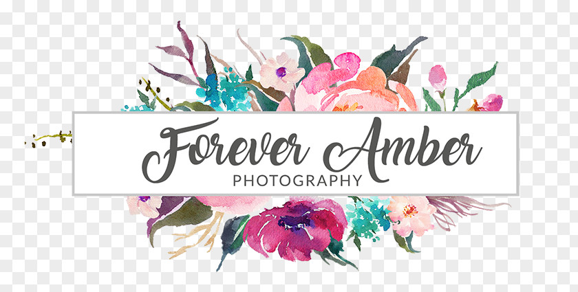 Amber Photography Animal Hospital Of Beulaville Calligraphy Art Photographer PNG