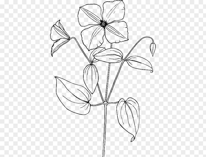 Shrub Sketch Arabian Jasmine Drawing Flower PNG