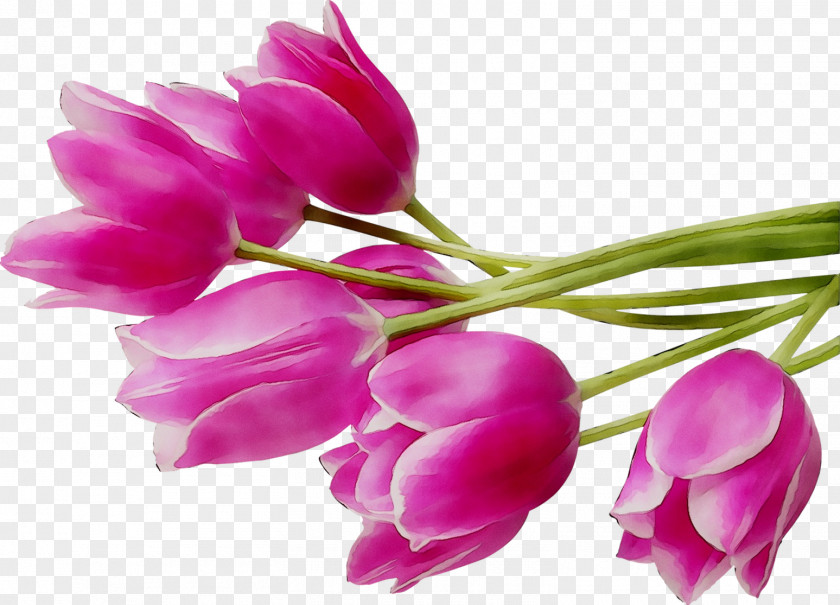 Tulip Cut Flowers Paper Bud PNG