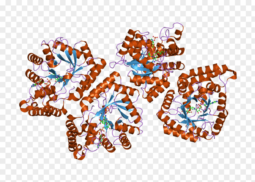 AKR7A2 Art Enzyme Aldose Reductase Aflatoxin B1 PNG