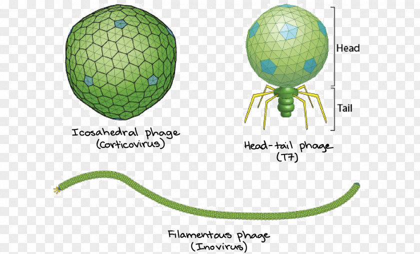 Articles For Daily Use Filamentous Bacteriophage Bacteria Virus Icosahedron PNG