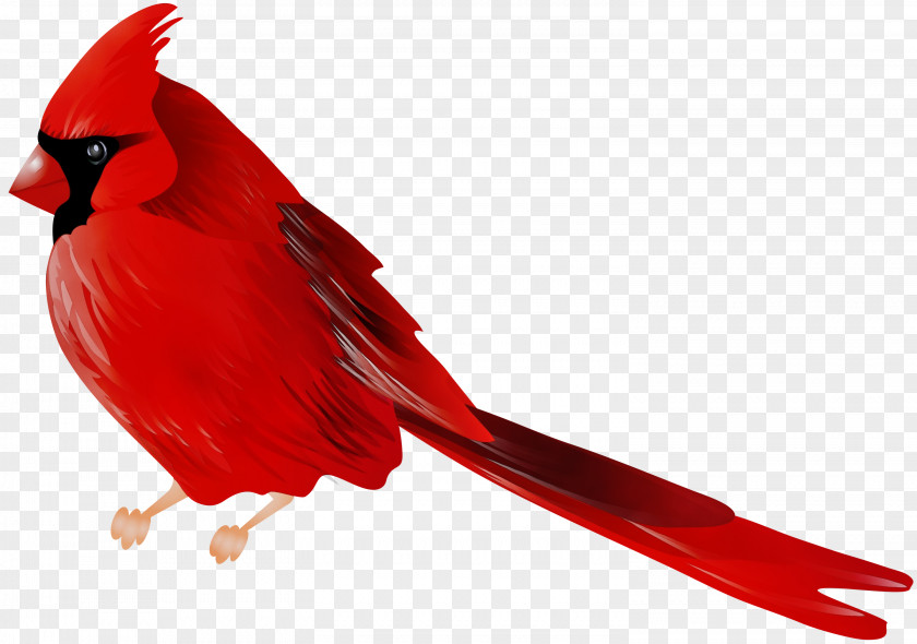 Bird Northern Cardinal Clip Art PNG