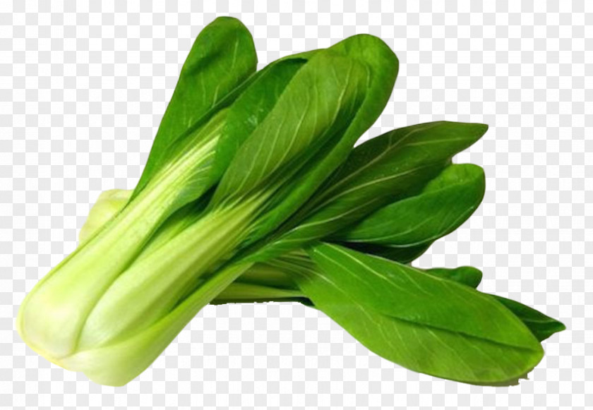 Bok Choy Clip Art PNG