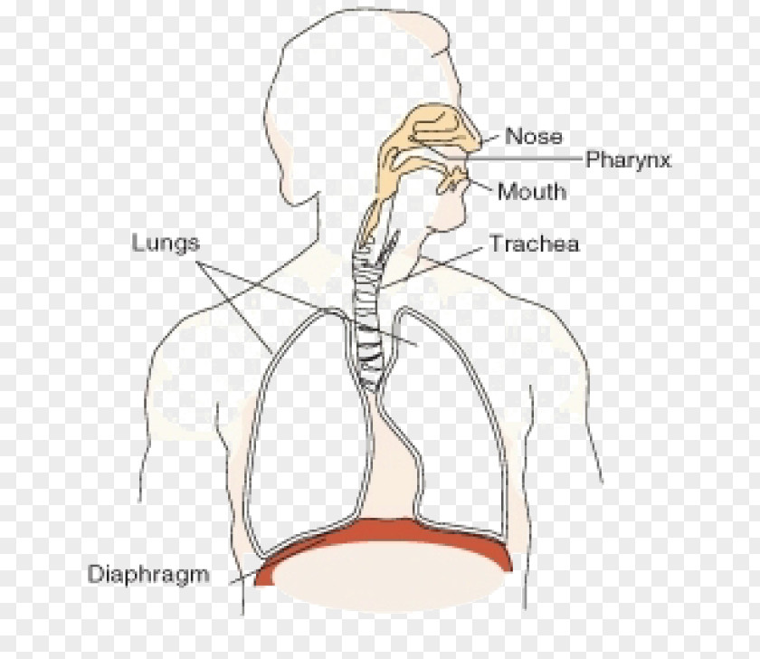 Nose Respiratory System Oxygen Thoracic Diaphragm Carbon Dioxide Function PNG
