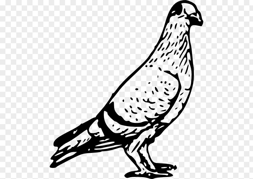 Pigeon Homing Columbidae Bird Post Clip Art PNG