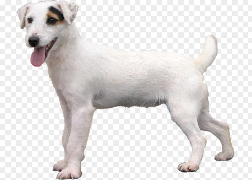 Puppy Jack Russell Terrier Parson Miniature Fox West Highland White PNG