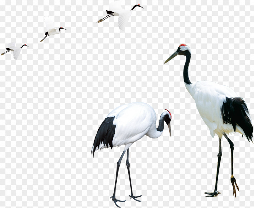 A Few Red-crowned Crane PNG