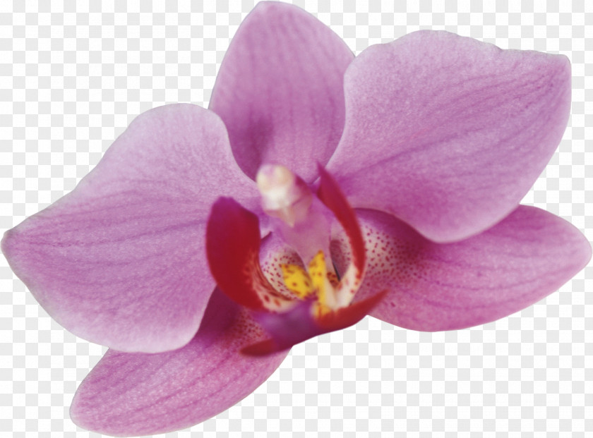Beauty Scatters Flowers Moth Orchids Cattleya Clip Art PNG