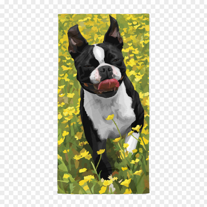 Boston Terrier Puppy Dog Breed Non-sporting Group Snout PNG