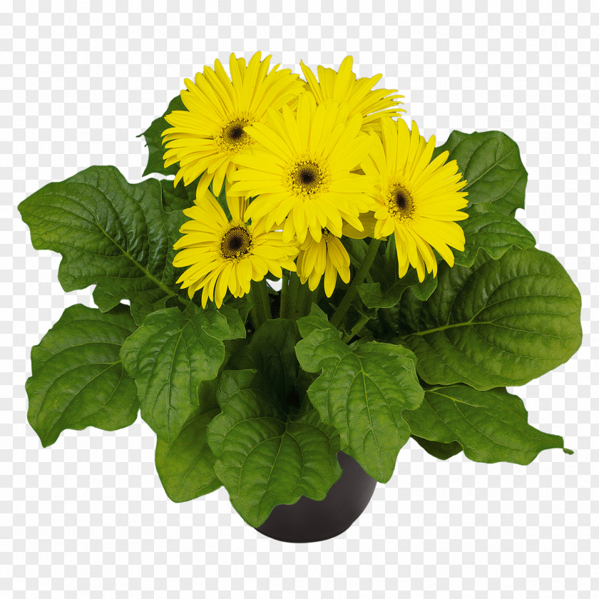 Chrysanthemum Transvaal Daisy Annual Plant Madagascar Periwinkle Nursery PNG