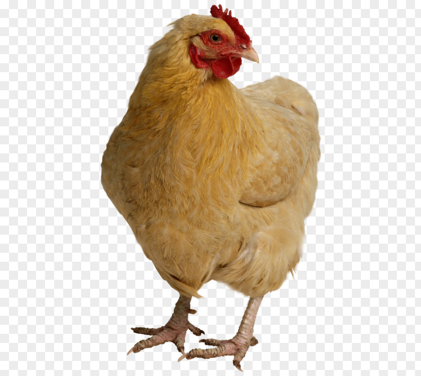 Hen, Chicken Head Meat PNG