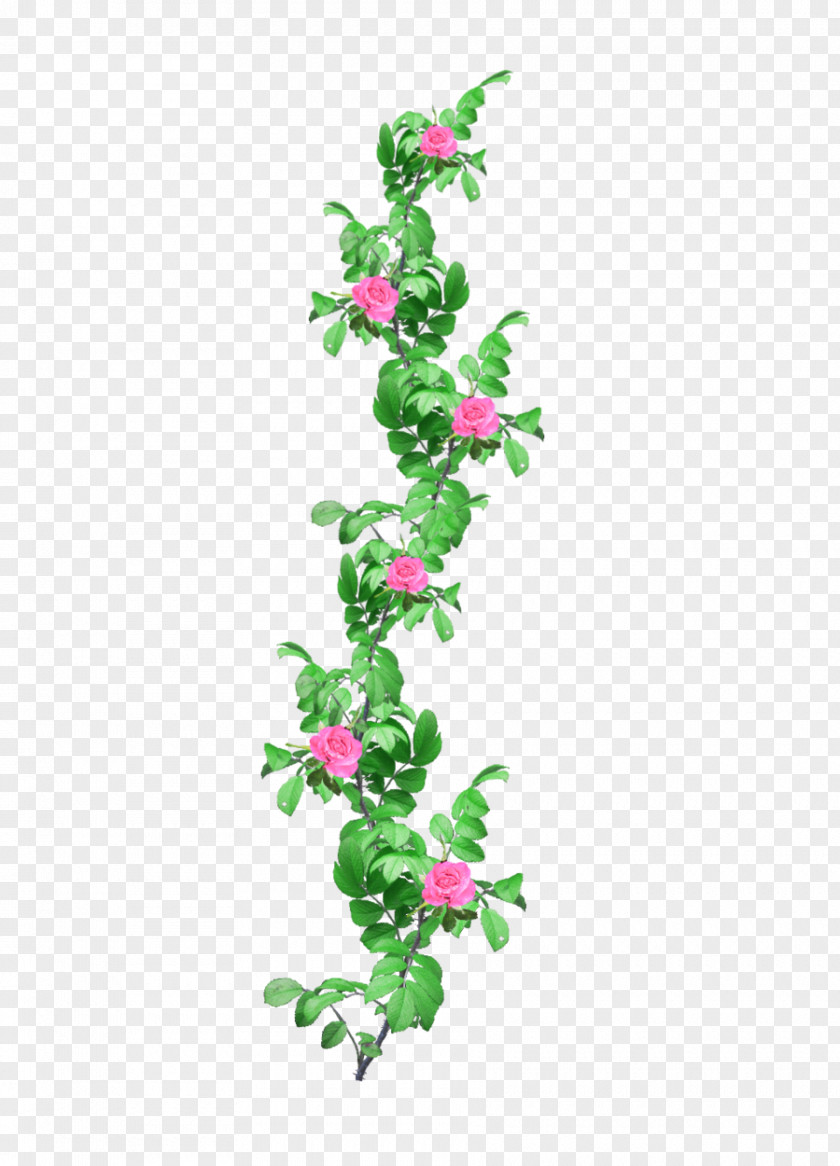 Ivy Vine Clip Art PNG