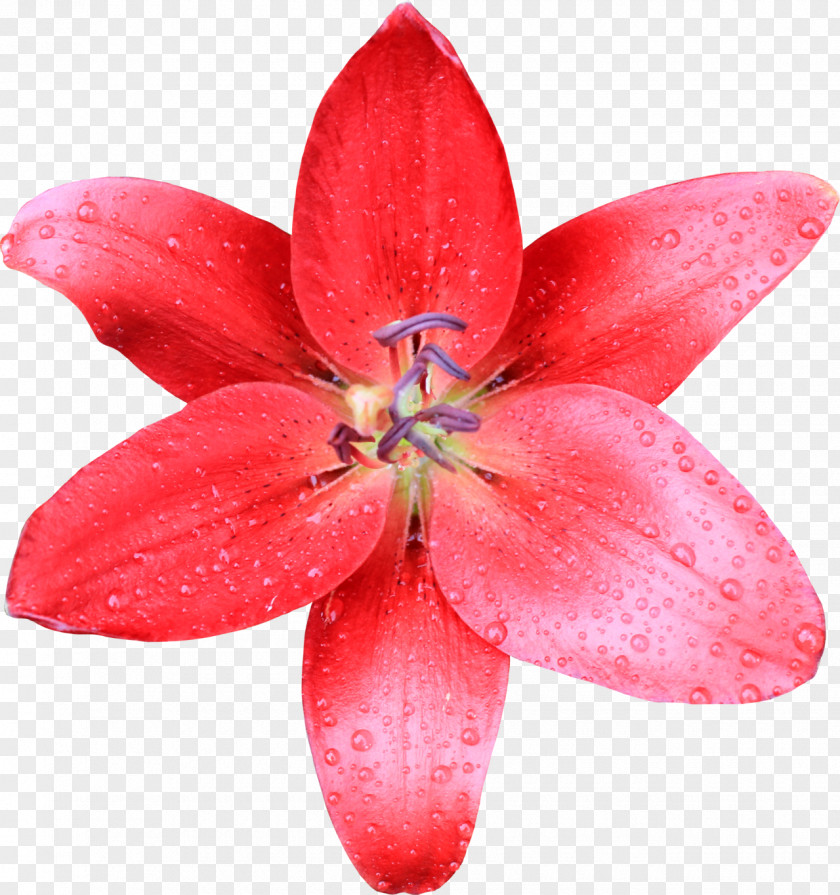 Lilies Lilium Desktop Wallpaper Flower PNG