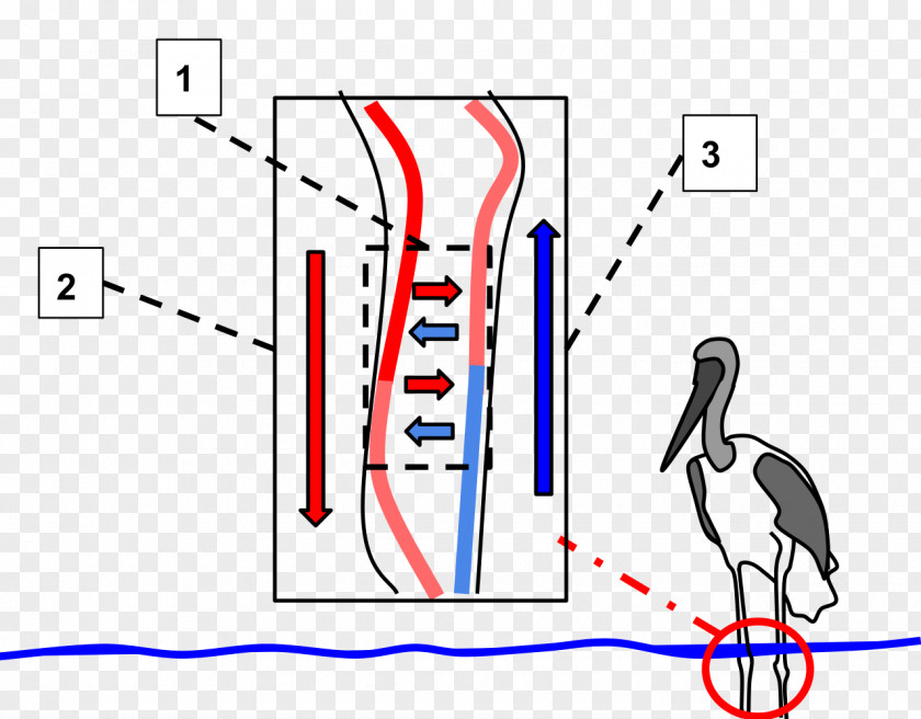 Through The Heart Of Cold Water Beads Bird Countercurrent Exchange Circulatory System Beak Thermoregulation PNG