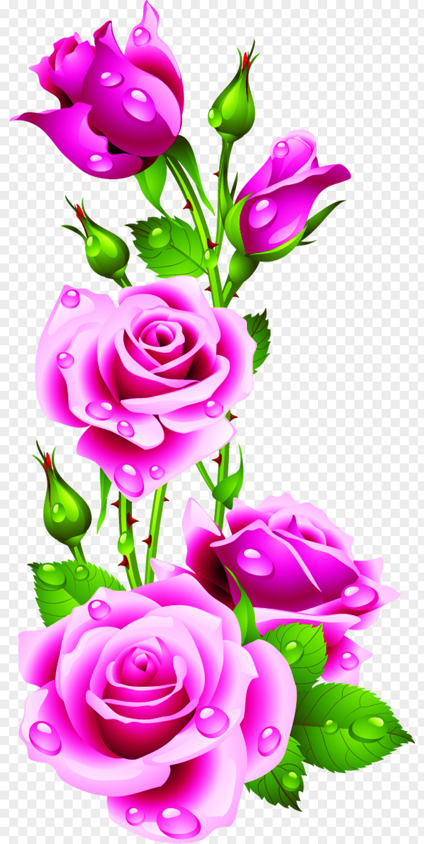 Water Drops Rose Petals Pink Flowers Clip Art PNG
