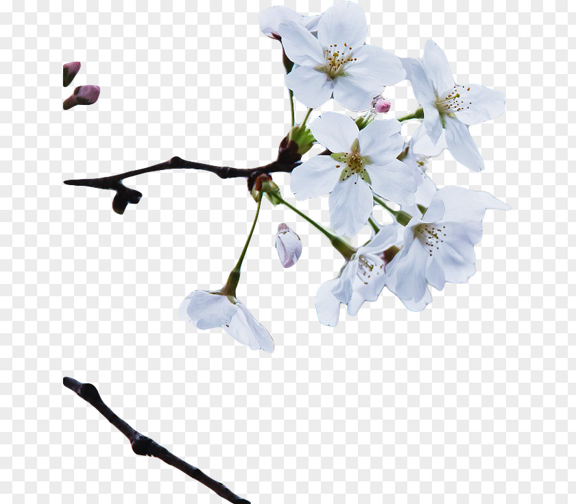 Apricot Flower Poster Cartoon PNG